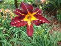 Daylily red 